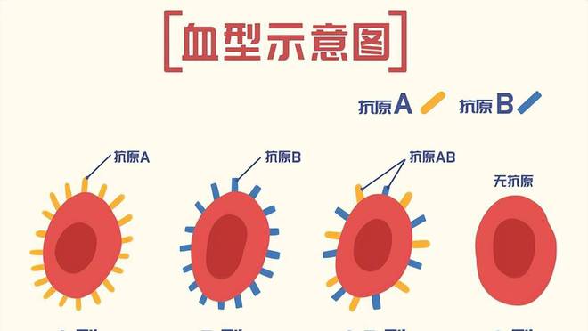 親子血型不匹配卻是親生,親子血型不匹配卻是親生，探尋遺傳奧秘的冒險之旅,實際案例解析說明_紀念版74.54.56