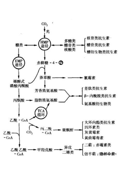 新陳代謝怎么測算,新陳代謝測算方法與統(tǒng)計(jì)數(shù)據(jù)解釋定義，探索人體奧秘的旅程,可靠性執(zhí)行方案_版牘90.40.80