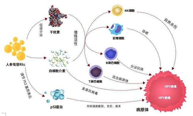 多數(shù)人感染HPV后兩年內可自愈