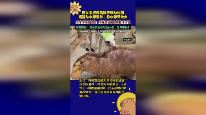 動(dòng)物園回應(yīng)水豚被猩猩欺負(fù)虐待