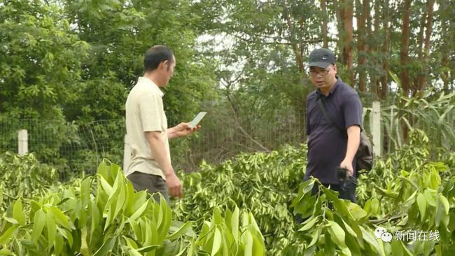 福州村民上百棵果樹一夜被砍光