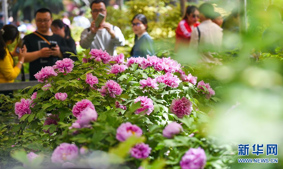 洛陽為《國(guó)色芳華》提供12000株花