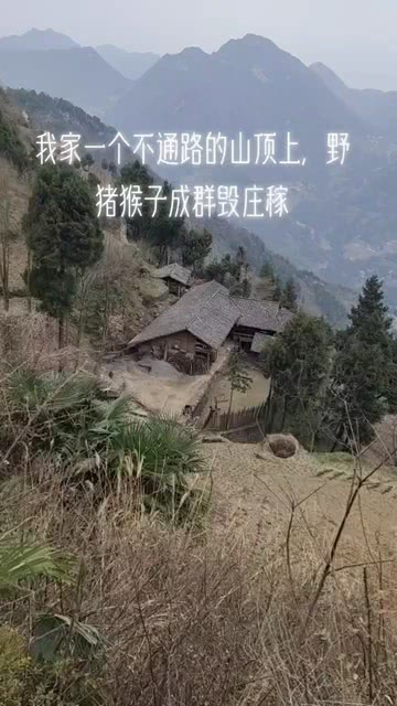 四川一地上百只猴子成群毀莊稼