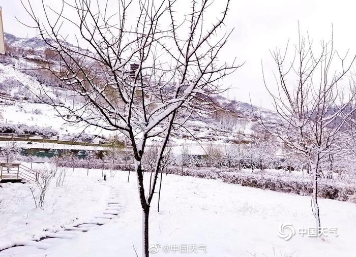 新疆雪后現(xiàn)大地之樹(shù)