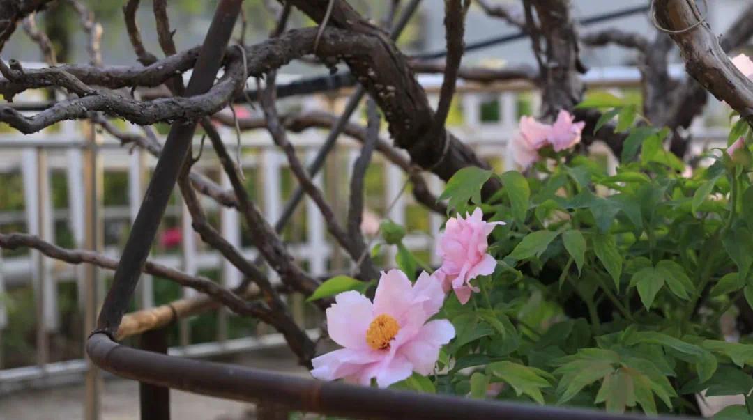 《國色芳華》里的牡丹來自山東