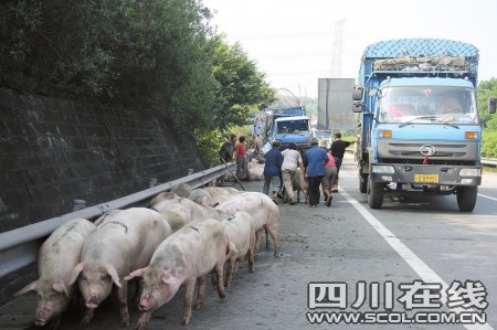 運(yùn)豬車(chē)被撞側(cè)翻 二師兄馬路上撒歡