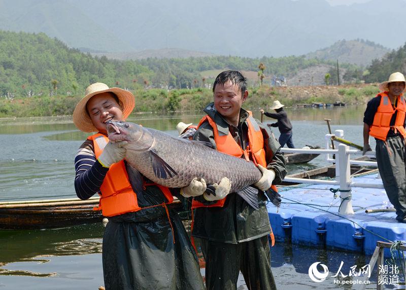 漁民捕獲大青魚王笑開花