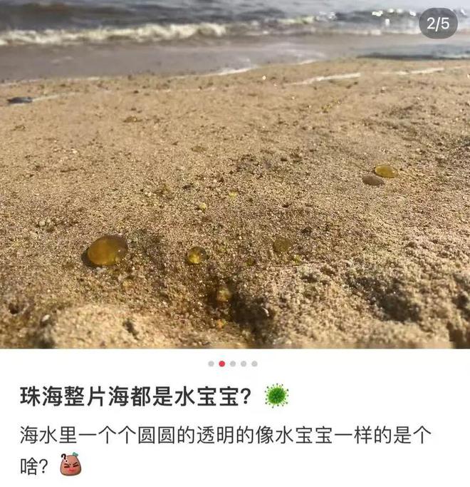 多地海邊出現(xiàn)“爆爆珠”