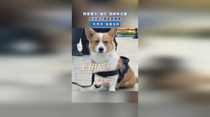 警犬因“班味過重”慘遭沒收年終獎