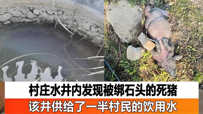 村莊水井內(nèi)發(fā)現(xiàn)被綁石頭死豬