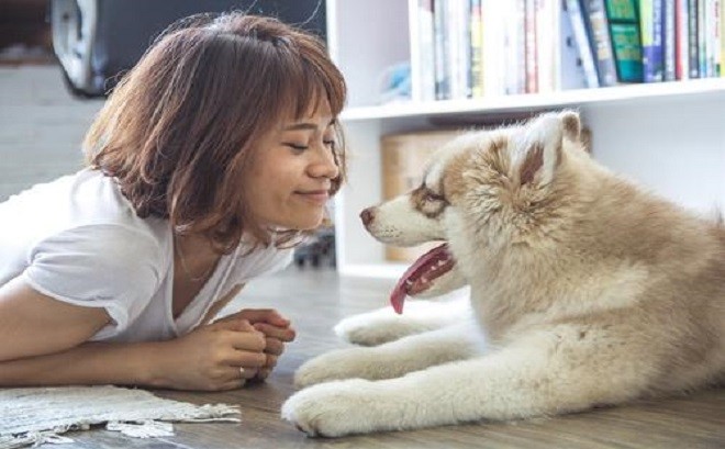 韓國小狗與遇難家人告別全程安靜