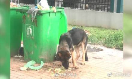 香港快開(kāi)號(hào)碼記錄,四只警犬挨個(gè)被點(diǎn)名通報(bào)批評(píng)