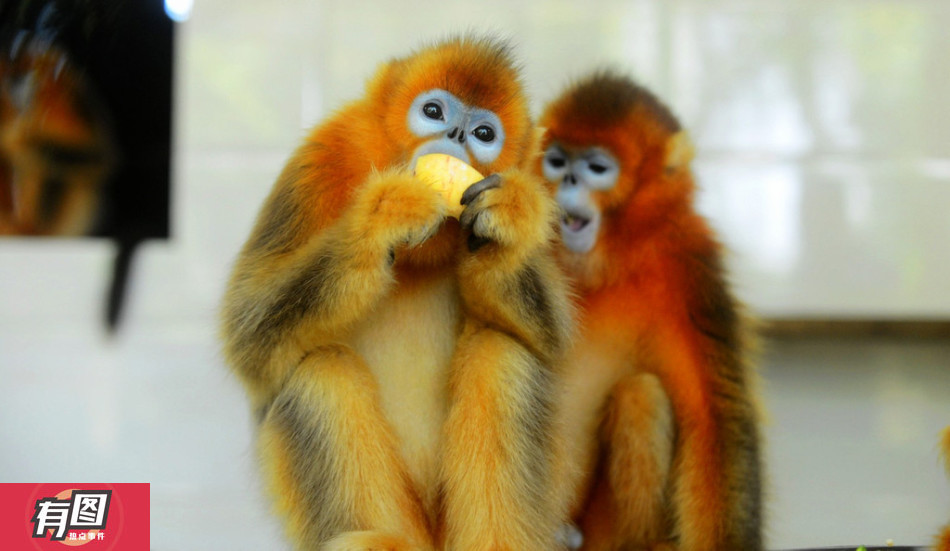 舊澳門開獎結(jié)果2025開獎記錄查詢,重慶動物園金絲猴吉吉去世