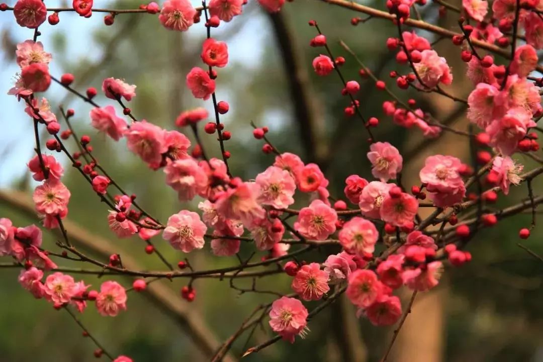 春色紅梅香萬樹時享運到獲大財一中多有靈碼來,美方或?qū)χ袊魇?0%關(guān)稅 商務(wù)部回應(yīng)