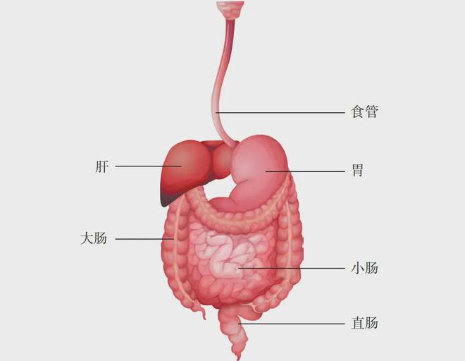 澳門2025全年開獎(jiǎng)結(jié)果,長(zhǎng)期食用超65℃食物 易患食道癌