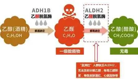 新澳2025今晚開(kāi)獎(jiǎng)結(jié)果,喝酒臉紅其實(shí)是一種基因突變