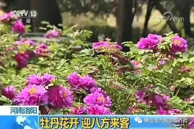 澳門管家婆資料大全免費,國色芳華帶火洛陽牡丹酥