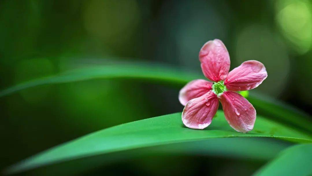 澳門天天彩是騙局嗎知乎文章,《國色芳華》里的牡丹來自山東